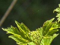 Viburnum opulus 56, Gelderse roos, Saxifraga-Jan van der Straaten