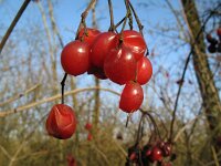Viburnum opulus 6, Gelderse roos, Saxifraga-Rutger Barendse