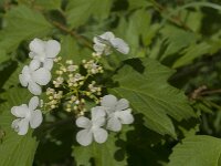 Viburnum opulus 63, Gelderse roos, Saxifraga-Jan van der Straaten