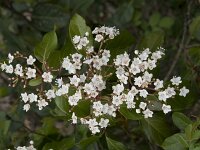 Viburnum tinus 25, Saxifraga-Willem van Kruijsbergen