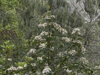 Viburnum tinus 27, Saxifraga-Willem van Kruijsbergen