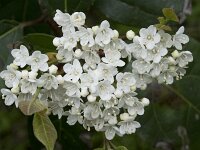 Viburnum tinus 29, Saxifraga-Willem van Kruijsbergen