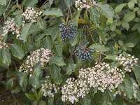 Viburnum tinus 32, Saxifraga-Willem van Kruijsbergen