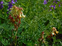 Vicia balansae 2, Saxifraga-Ed Stikvoort