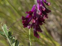 Vicia benghalensis 15, Saxifraga-Willem van Kruijsbergen