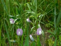 Vicia bithynica 10, Bithynische wikke, Saxifraga-Ed Stikvoort