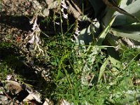 Vicia cirrhosa 1, Saxifraga-Rutger Barendse
