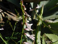 Vicia cirrhosa 2, Saxifraga-Rutger Barendse