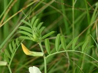 Vicia grandiflora 1, Saxifraga-Dirk Hilbers