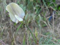 Vicia grandiflora 10, Saxifraga-Rutger Barendse