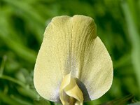 Vicia grandiflora 13, Grote wikke, Saxifraga-Sonja Bouwman  1087. Grote wikke - Vicia grandiflora - Fabaceae familie (zw) Gouda