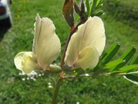 Vicia grandiflora 4, Grote wikke, Saxifraga-Jasenka Topic