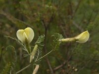 Vicia hybrida 10, Saxifraga-Willem van Kruijsbergen