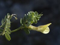 Vicia hybrida 12, Saxifraga-Willem van Kruijsbergen