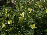Vicia hybrida 13, Saxifraga-Willem van Kruijsbergen