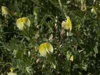 Vicia hybrida 14, Saxifraga-Willem van Kruijsbergen
