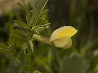 Vicia hybrida 15, Saxifraga-Willem van Kruijsbergen