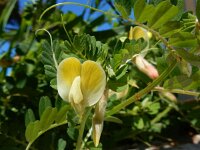 Vicia hybrida 17, Saxifraga-Peter Meininger
