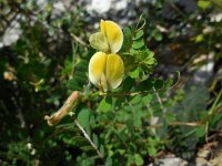 Vicia hybrida 19, Basterdwikke, Saxifraga-Ed Stikvoort