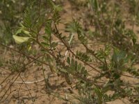 Vicia hybrida 2, Saxifraga-Willem van Kruijsbergen