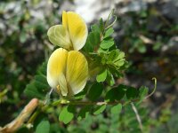 Vicia hybrida 21, Basterdwikke, Saxifraga-Ed Stikvoort