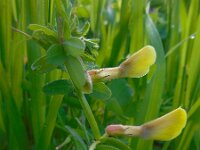 Vicia hybrida 24, Basterdwikke, Saxifraga-Ed Stikvoort