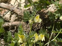 Vicia hybrida 5, Saxifraga-Jan van der Straaten
