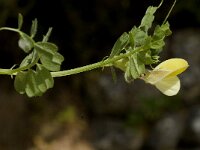 Vicia hybrida 8, Saxifraga-Jan van der Straaten