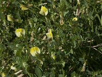 Vicia hybrida 9, Saxifraga-Willem van Kruijsbergen