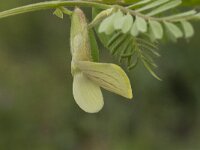 Vicia lutea 10, Gele wikke, Saxifraga-Jan van der Straaten