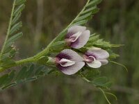 Vicia lutea 14, Gele wikke, Saxifraga-Willem van Kruijsbergen