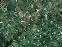 Vicia lutea 28, Gele wikke, Saxifraga-Jan van der Straaten