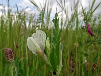 Vicia lutea 30, Gele wikke, Saxifraga-Hans Grotenhuis