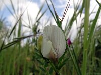 Vicia lutea 31, Gele wikke, Saxifraga-Hans Grotenhuis