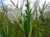 Vicia lutea 32, Gele wikke, Saxifraga-Hans Grotenhuis