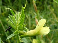 Vicia lutea 33, Gele wikke, Saxifraga-Hans Grotenhuis