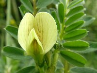 Vicia lutea 34, Gele wikke, Saxifraga-Hans Grotenhuis