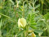 Vicia lutea 35, Gele wikke, Saxifraga-Hans Grotenhuis