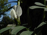Vicia lutea 36, Gele wikke, Saxifraga-Ed Stikvoort