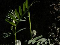 Vicia lutea 37, Gele wikke, Saxifraga-Ed Stikvoort