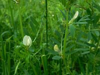 Vicia lutea 38, Gele wikke, Saxifraga-Ed Stikvoort