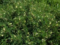 Vicia lutea 39, Gele wikke, Saxifraga-Ed Stikvoort : Ria Formosa - Montenegro s9900
