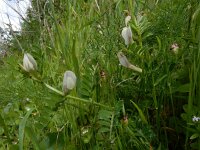 Vicia lutea 40, Gele wikke, Saxifraga-Ed Stikvoort