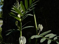 Vicia lutea 41, Gele wikke, Saxifraga-Ed Stikvoort