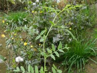 Vicia monantha 4, Saxifraga-Rutger Barendse