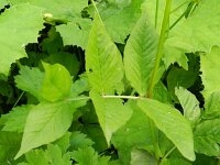 Vicia oroboides 2, Saxifraga-Rutger Barendse