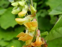 Vicia oroboides 3, Saxifraga-Rutger Barendse