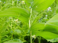 Vicia oroboides 4, Saxifraga-Rutger Barendse