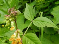 Vicia oroboides 5, Saxifraga-Rutger Barendse