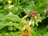 Vicia oroboides 6, Saxifraga-Rutger Barendse